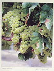 Photography